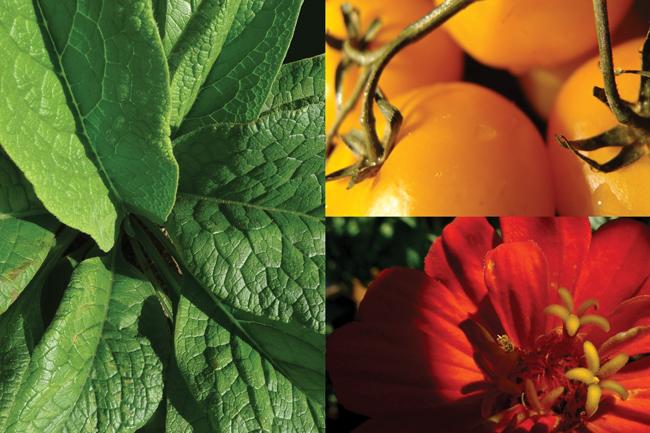 a three-image collage of garden plants, colors green, yellow, and red
