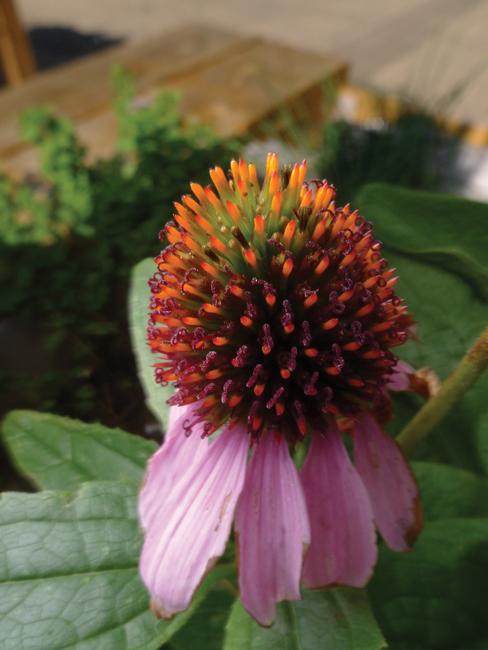 Echinacea blossom