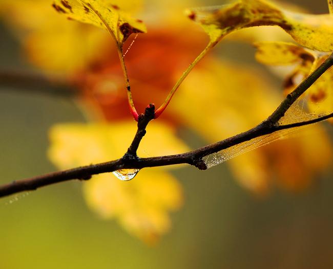 water drop hanging off a tree branch