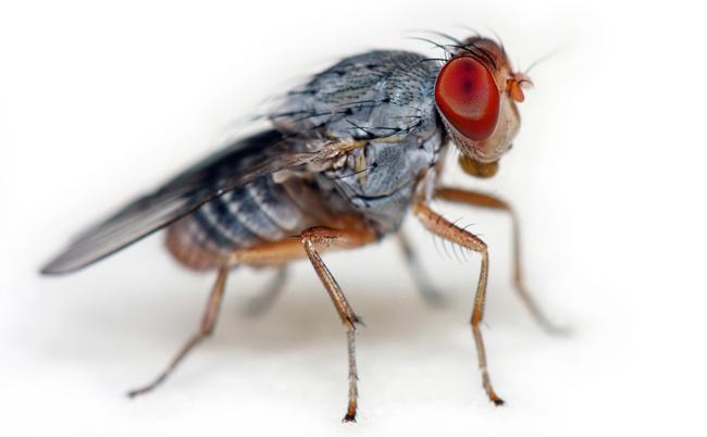 close-up of a fruit fly