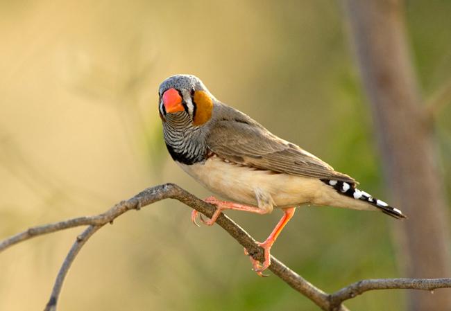 bird with a bright orange beak sitting on a thin branch