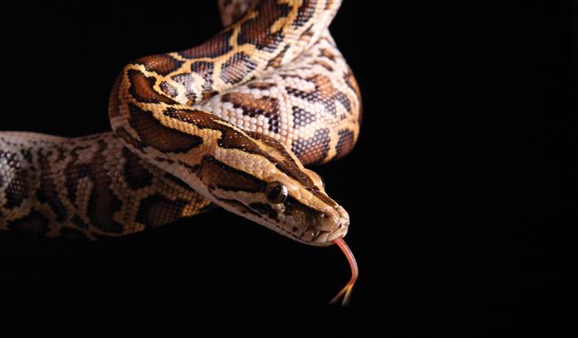 a spotted snake on a black background