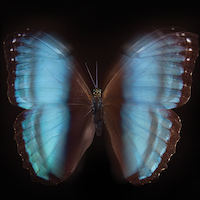 A blue butterfly on a black background