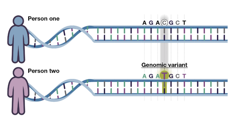 An infographic shows two people, each with a slightly different sequence of genetic code, representing a variation.