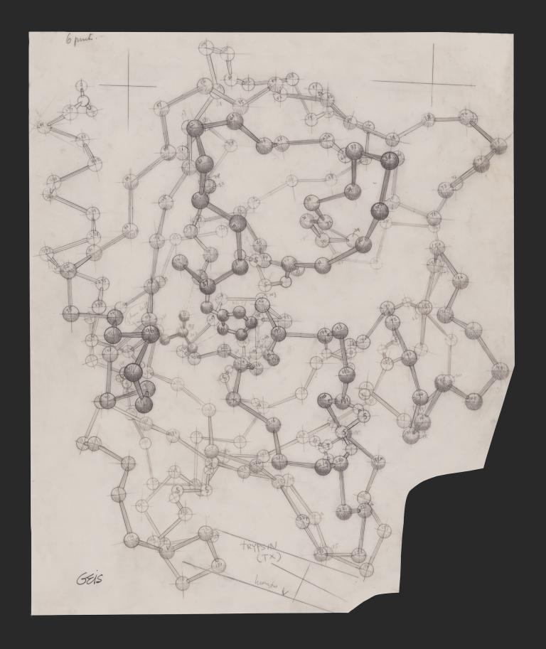 A sketch of tripsin protein molecule by Irving Geis