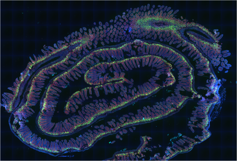 Fluorescent microscopy image of a folded tissue section with repeating cellular patterns in green, magenta, and blue against a dark background.